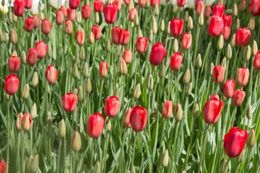 Çiçek arkaplanı olarak çiçek açan renkli lale çiçekleri