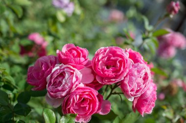 Bahçenin arka planında çiçek açan güzel renkli güller.