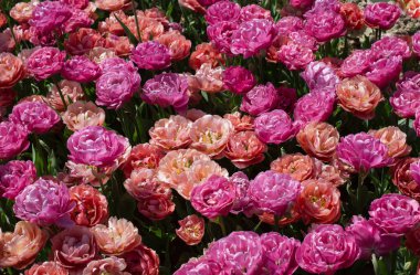 Çiçek arkaplanı olarak çiçek açan renkli lale çiçekleri