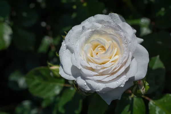 Gyönyörű Színes Rózsa Vízcseppekkel Rajta — Stock Fotó