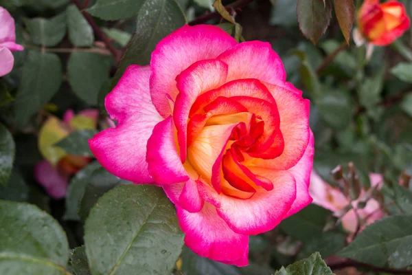 花园背景上美丽多彩的玫瑰花 — 图库照片