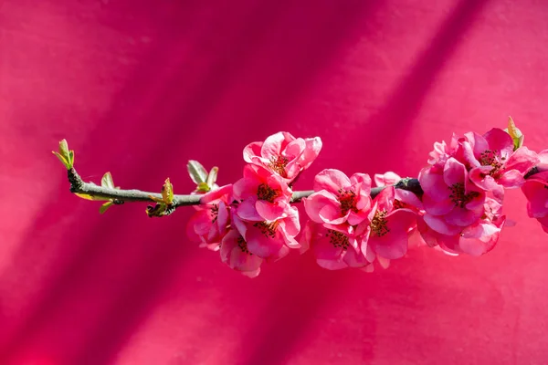 Fleurs Fleurs Arbre Belles Fleurs Sur Fond — Photo