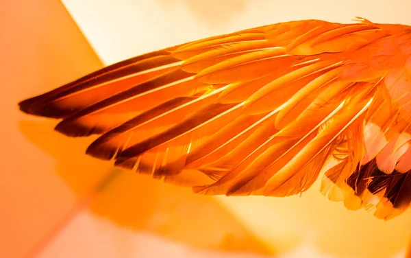 Beautiful Bird Feathers Decorative Purposes — Stock Photo, Image
