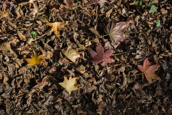 Asciutto Autunno Stagione Foglie Vista — Foto Stock