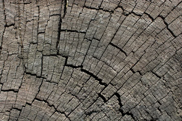 Wood Texture Natural Patterns Background — Stock Photo, Image