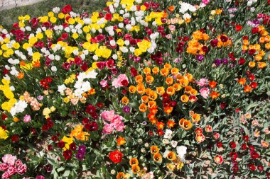 Çiçek arkaplanı olarak çiçek açan renkli lale çiçekleri