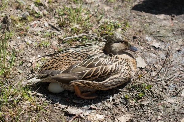 Wild Duck Sitting Egg Side Pond — Stock Photo, Image