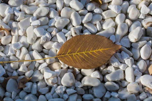 Big Dry Leaf Closeup View Nature Concept — 스톡 사진