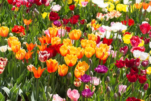 Çiçek arkaplanı olarak çiçek açan renkli lale çiçekleri