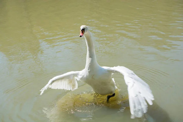 Cisnes Solteiros Vivem Ambiente Natural — Fotografia de Stock