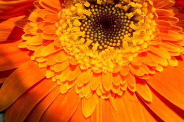 Makro manzaralı güzel renkli doğal bahar çiçekleri