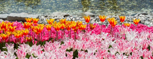 Roze Kleur Tulp Bloemen Bloeien Tuin — Stockfoto