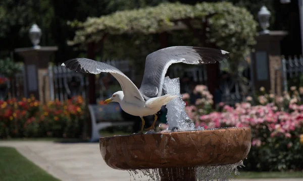 Gaviota Junto Fuente Jardín Rosas — Foto de Stock