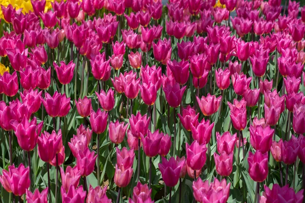 Kvetoucí Barevné Tulipány Květiny Zahradě Jako Květinové Pozadí — Stock fotografie