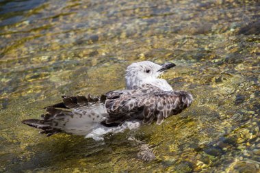 Gölün sığ sularında tek bir martı.