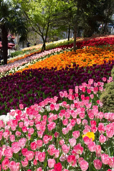 Garten Mit Blühenden Tulpenblumen Frühlingsgarten — Stockfoto