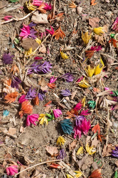 Coloreadas Flores Secas Colores Suelo —  Fotos de Stock