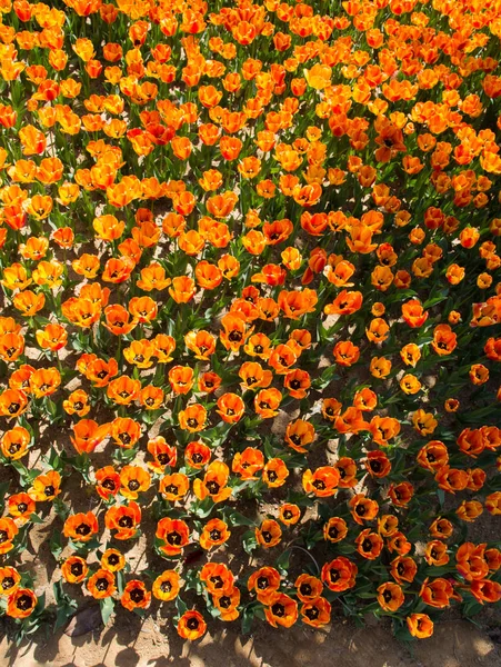 园中开着五彩缤纷的郁金香花作为花朵的背景 — 图库照片