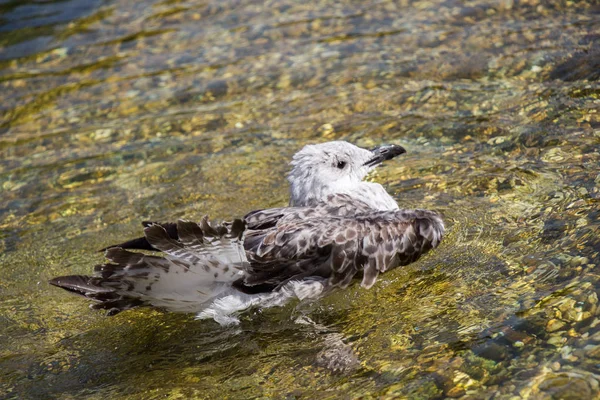 Gölün sığ sularında tek bir martı.