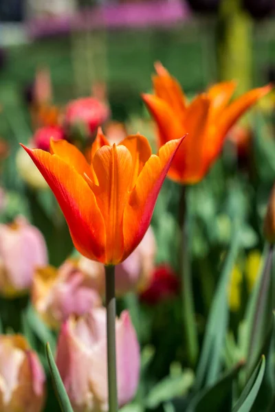 Fleur Tulipe Colorée Exceptionnelle Fleurir Dans Jardin Printemps — Photo