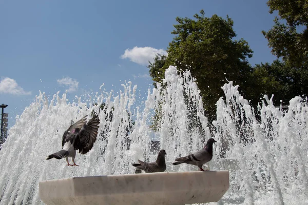 Pombos Cidade Lado Água Uma Fonte — Fotografia de Stock