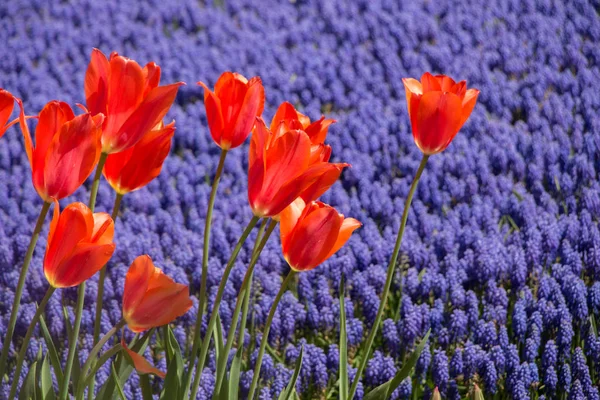 Flores Tulipa Coloridas Florescem Jardim Primavera — Fotografia de Stock