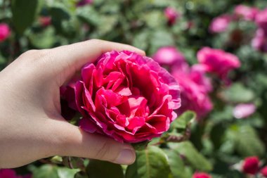 Renkli bir gül çiçeğini tutarken