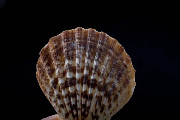 Hand Holding Beautiful Seashell Hand Black — Stock Photo, Image