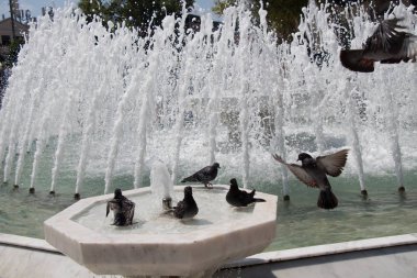 Şehir güvercinleri çeşmenin kenarında suyun kenarında