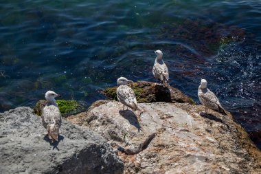 Deniz kıyısında martılar bulunur.