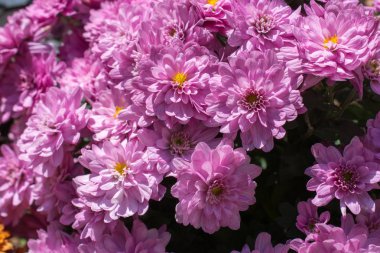 Doğa olarak güzel taze çiçekler.
