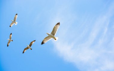 Arka plan olarak gökyüzünde uçan martılar