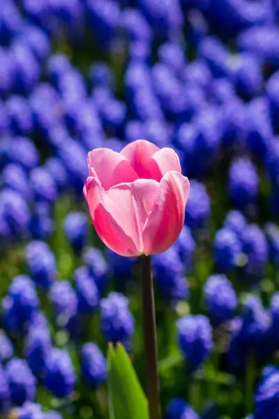 Tulipan Kwiaty Kwitnące Sezonie Wiosennym — Zdjęcie stockowe