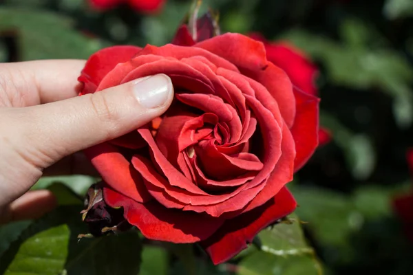 Hand Met Een Kleurrijke Rose Flower — Stockfoto