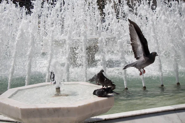 Palomas Ciudad Lado Del Agua Una Fuente — Foto de Stock