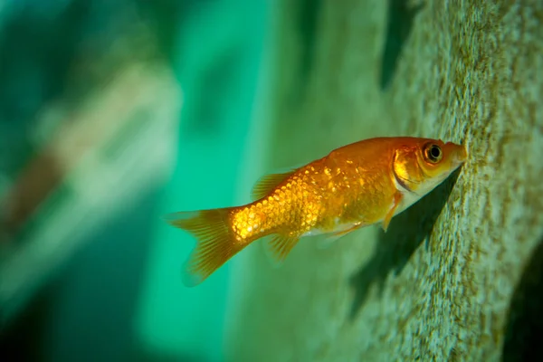 Akvaryumda Yüzen Renkli Balıklar — Stok fotoğraf