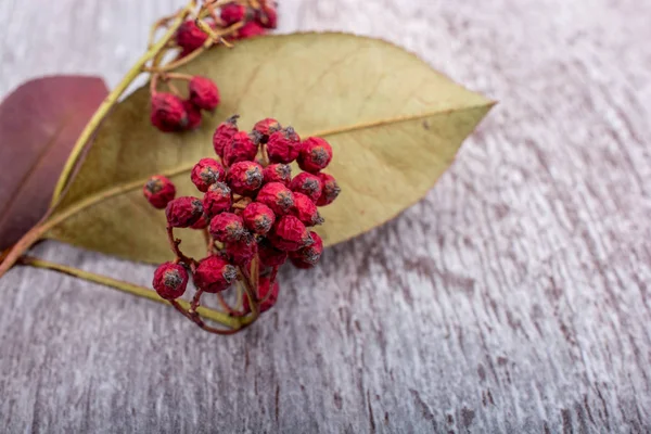 Reife Wilde Früchte Der Roten Farbe — Stockfoto