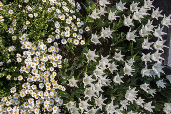 Fiori Tulipano Fioritura Primavera Stagione — Foto Stock