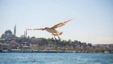 Arka planda cami olan martı gökyüzünde uçuyor.