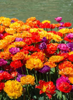 Bahar mevsiminde açan Lale Çiçekleri