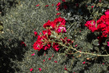 Bahçenin arka planında çiçek açan güzel renkli güller.
