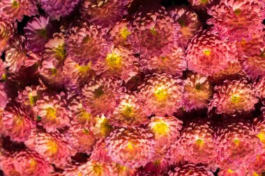 Arka plan olarak güzel taze çiçekler