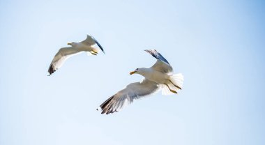 Arka plan olarak gökyüzünde uçan iki martı.