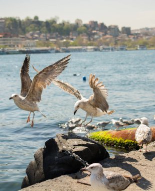 Deniz kıyısında martılar bulunur.