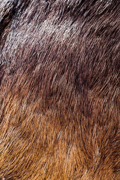 Decorative Animal Fur Background Texture — Stock Photo, Image