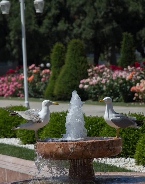 Seagull Fountain Rose Garden — Stock Photo, Image