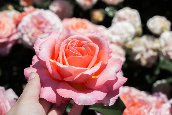 Mão Segurando Uma Rosa Jardim Rosas — Fotografia de Stock