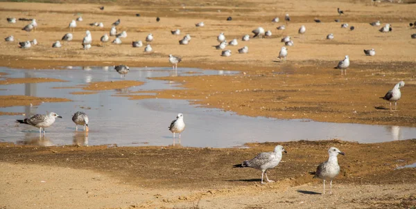 Möwen Ruhen Auf Dem Boden Mit Schlammigem Wasser — Stockfoto