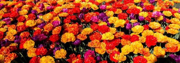 Тюльпани Квіти Квітучі Водою Весняний Сезон — стокове фото
