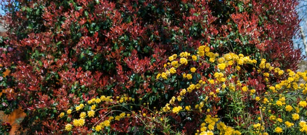 Belles Fleurs Fraîches Comme Fond — Photo